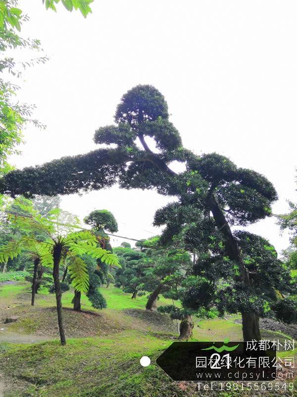 种罗汉松能发财吗？